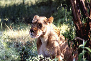 Leeuwin Krugerpark