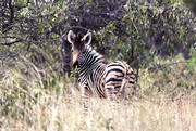 Zebra-kalfje Krugerp