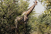 Giraffe Zuid Afrika