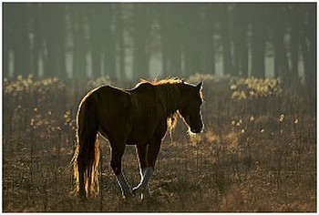 Het verhaal van de Wilde Paarden, Wild horses I want to be like you