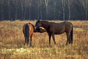 Wilde Paarden