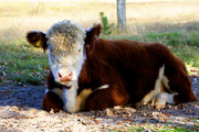 Hereford koe in natu