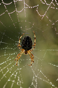 Spin in prachtig web