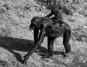 Hoe gedragen apen zi