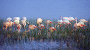 Flamingo's zoekend n