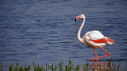 Flamingo met mooie z