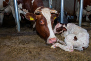 Calf just born. Mom 
